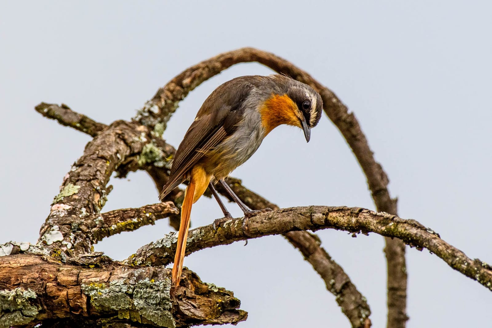 Cape Robin-Chat