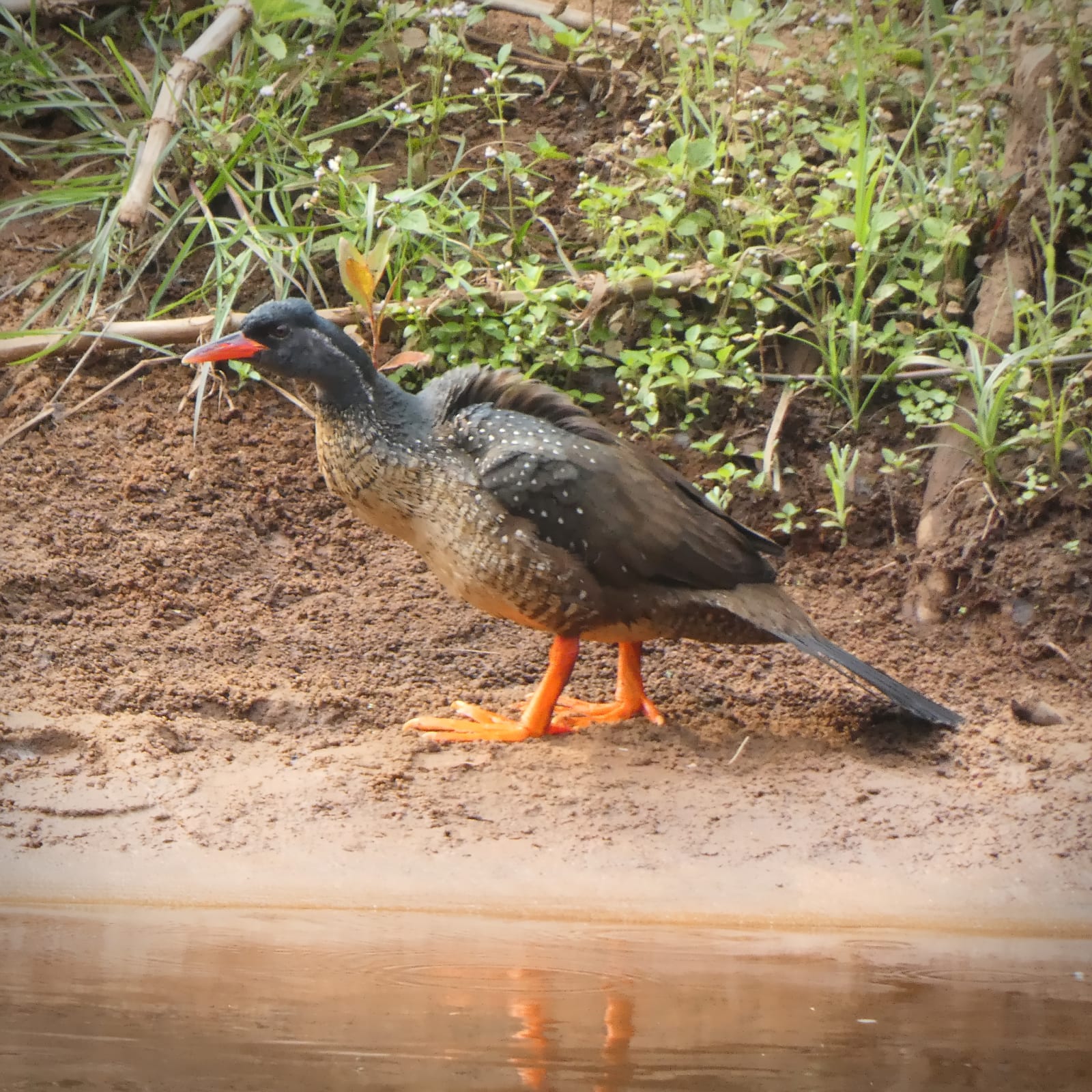 African Finfoot
