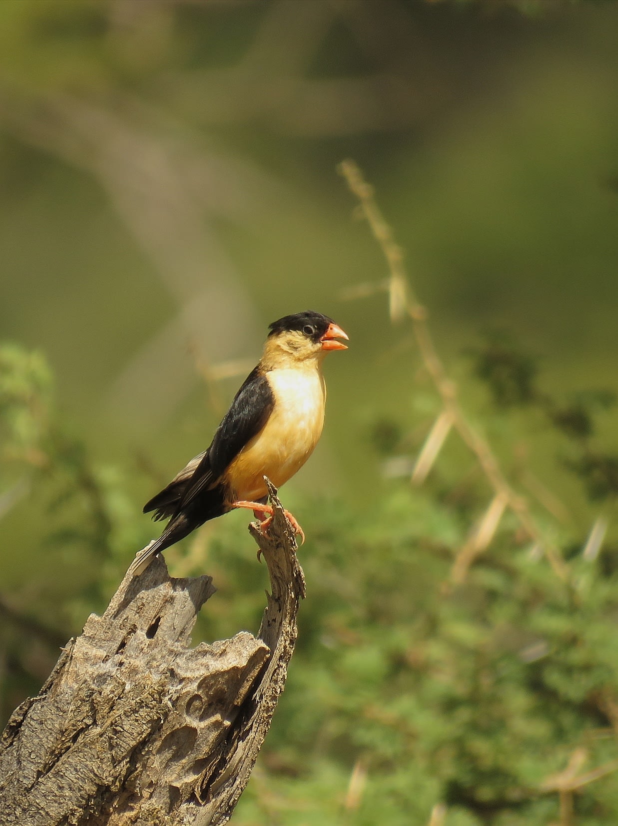 Shaft-tailed Whydah
