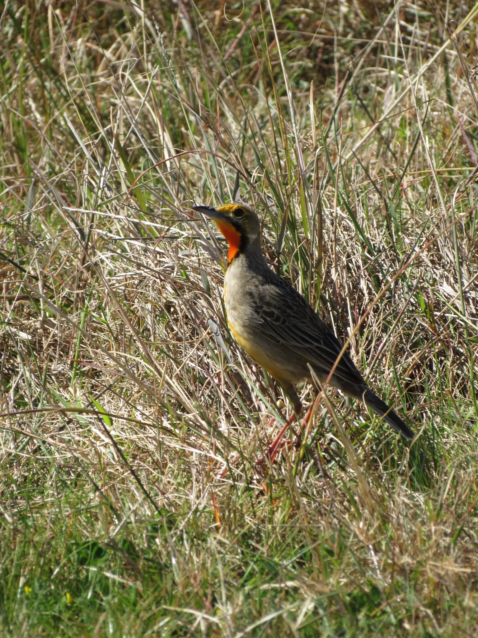 Cape Longclaw