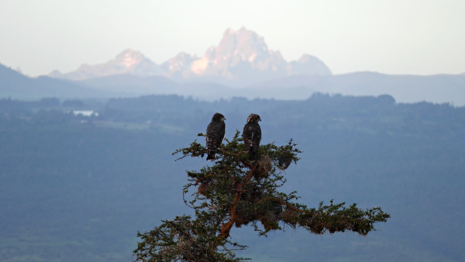 Black-chested Snake Eagle