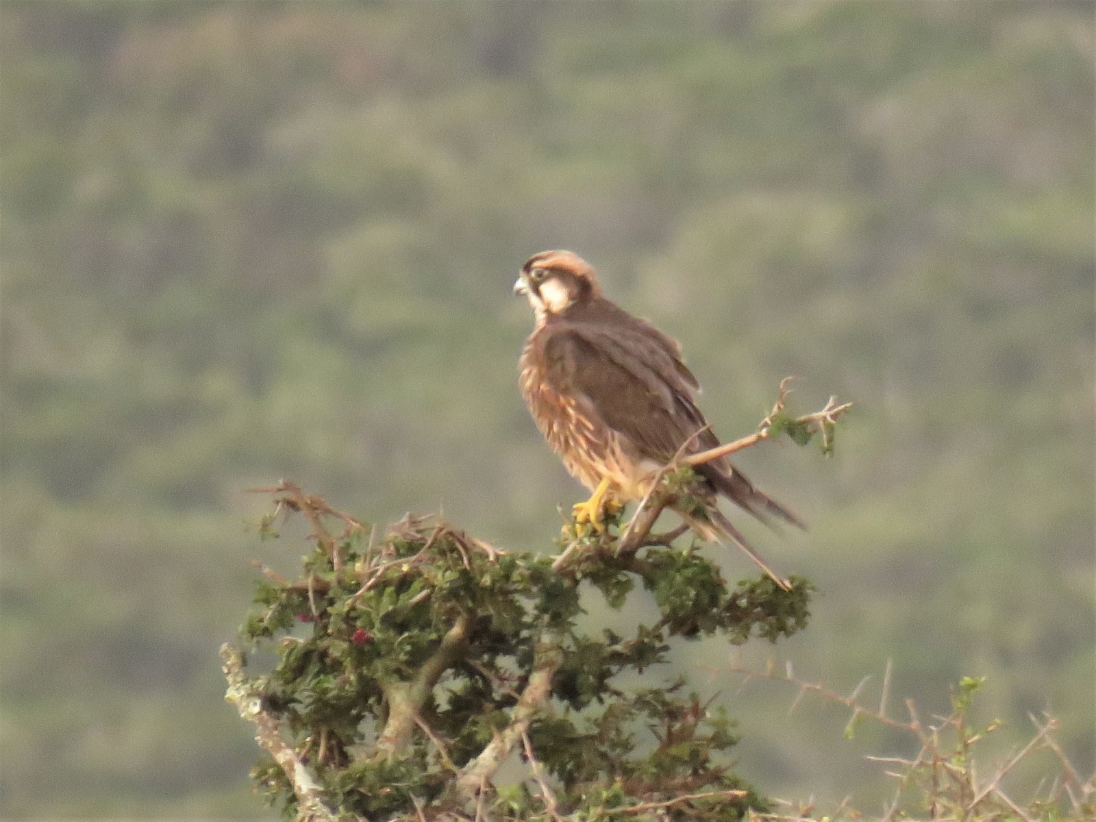 Lanner Falcon