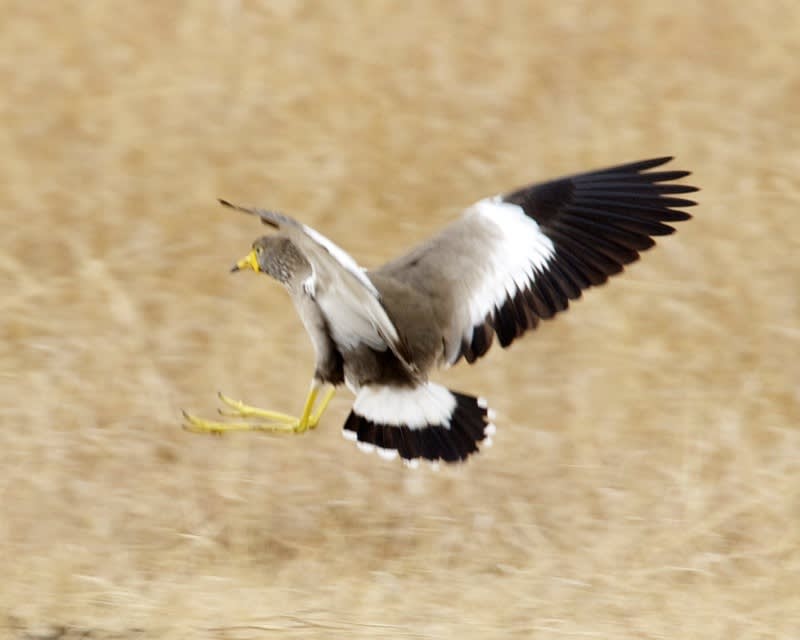 African Wattled Lapwing