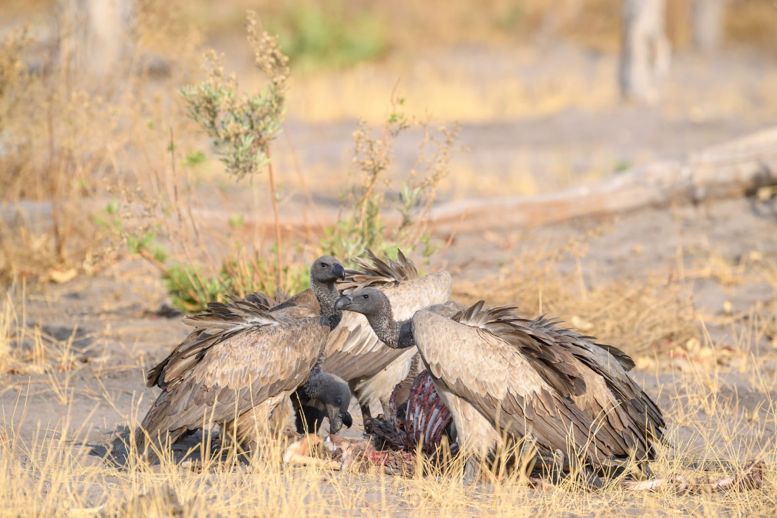 White-backed Vulture