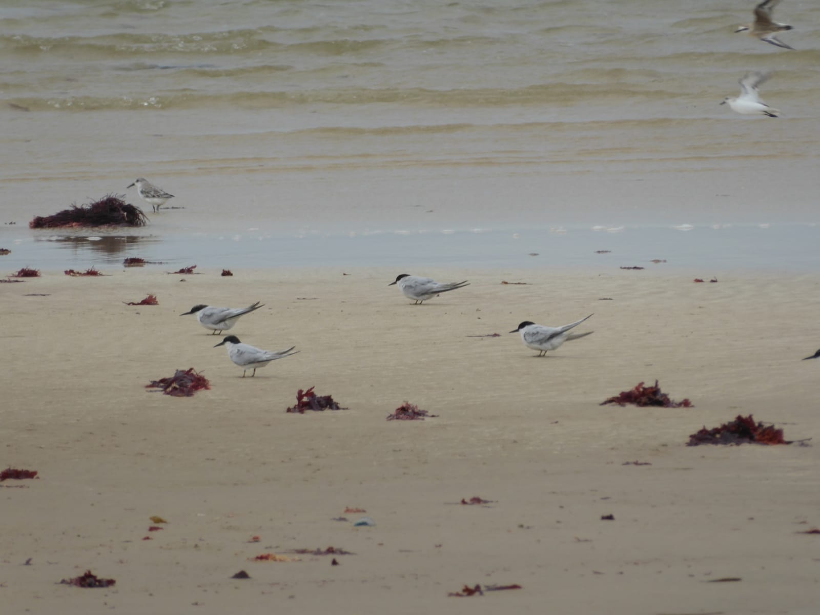 Damara Tern