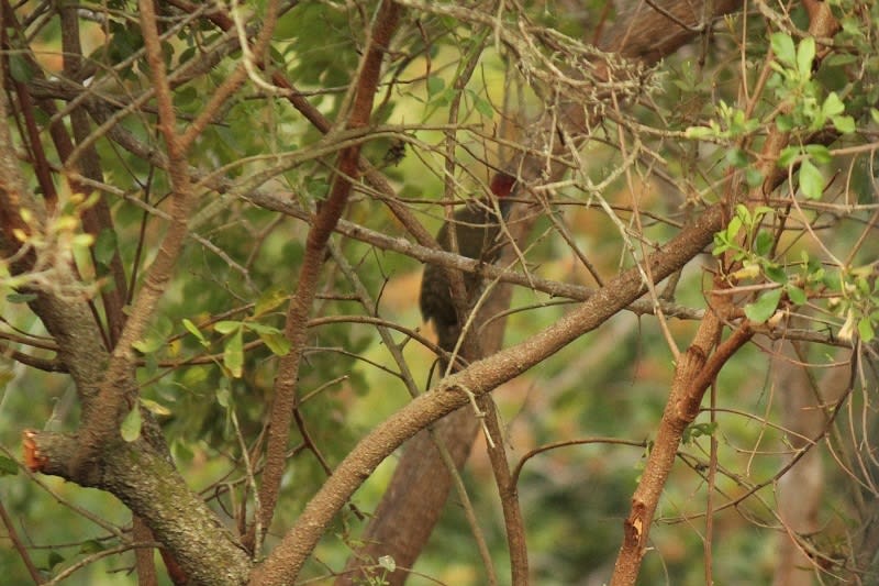 Knysna Woodpecker