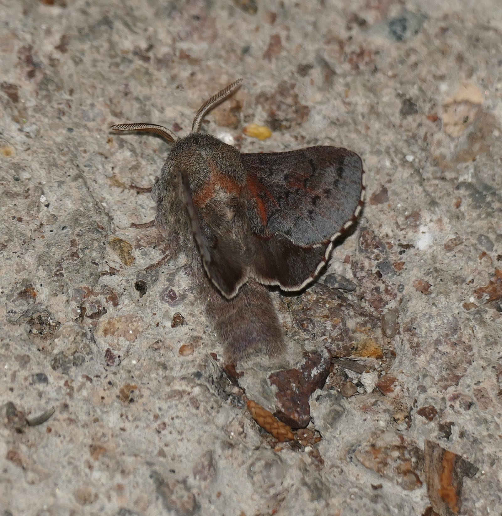 Common Quail