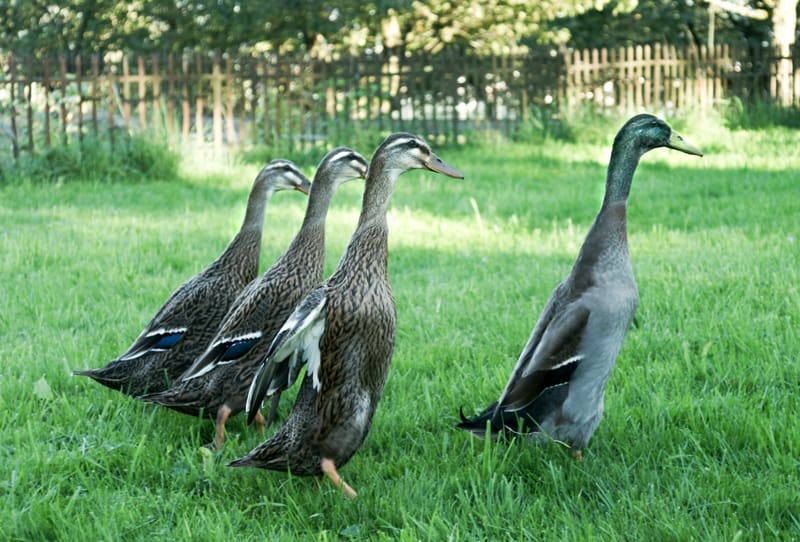 Indian Runner Duck