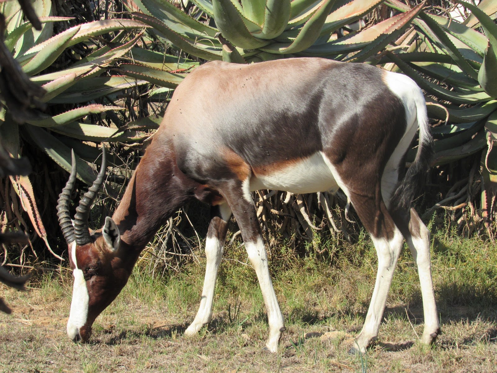 Bontebok Rest Camp