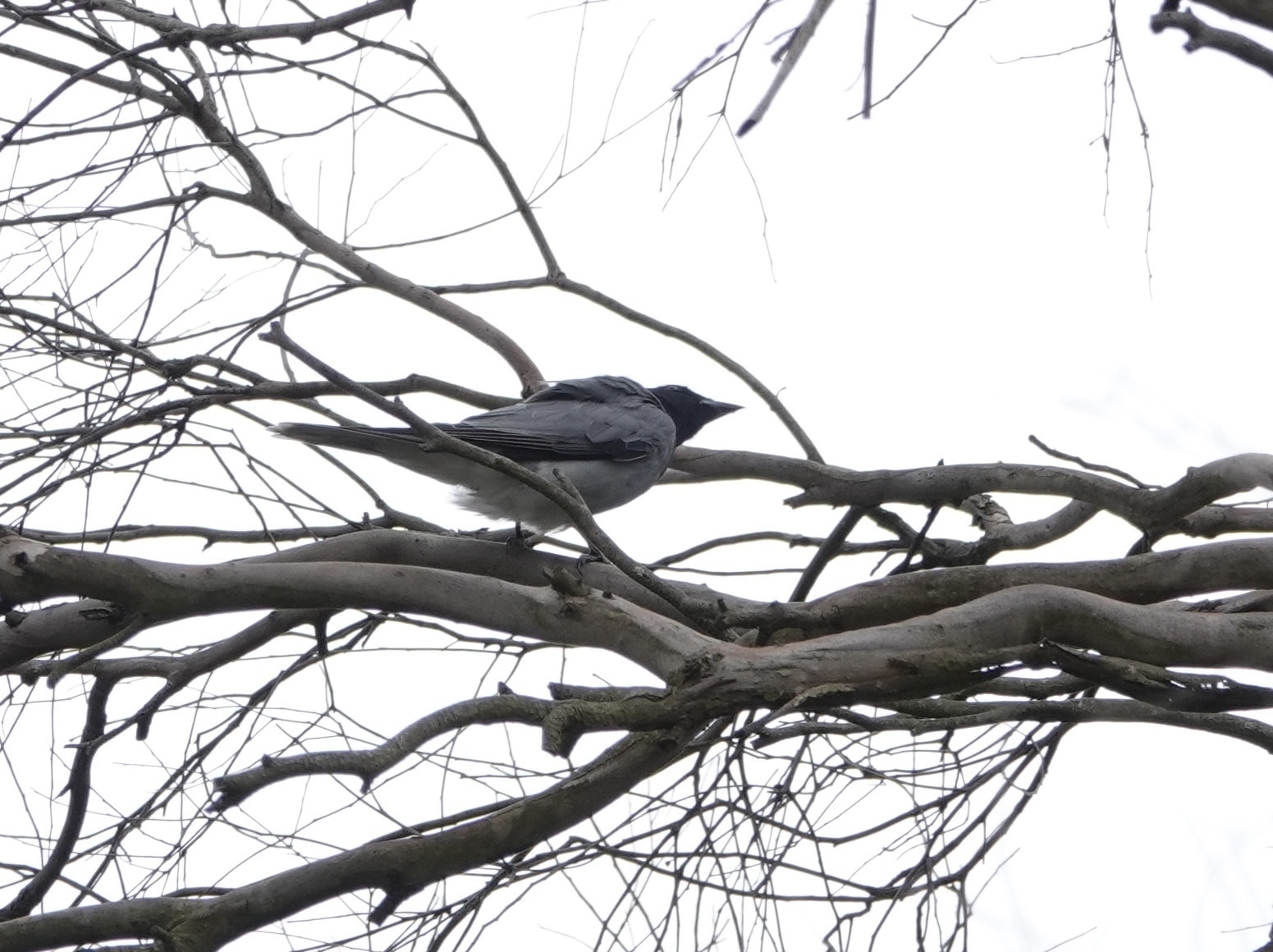 Black Cuckooshrike