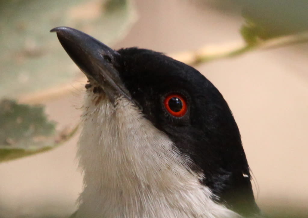 Black-backed Puffback