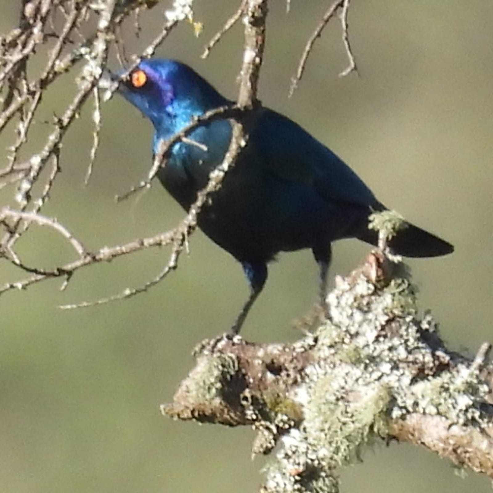 Black-bellied Starling
