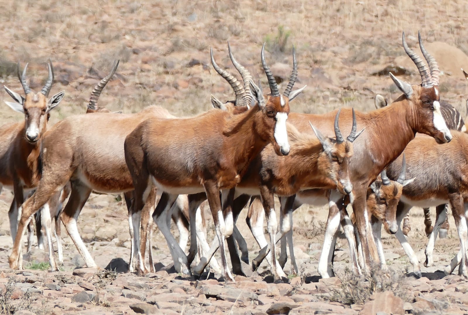 Blesbok