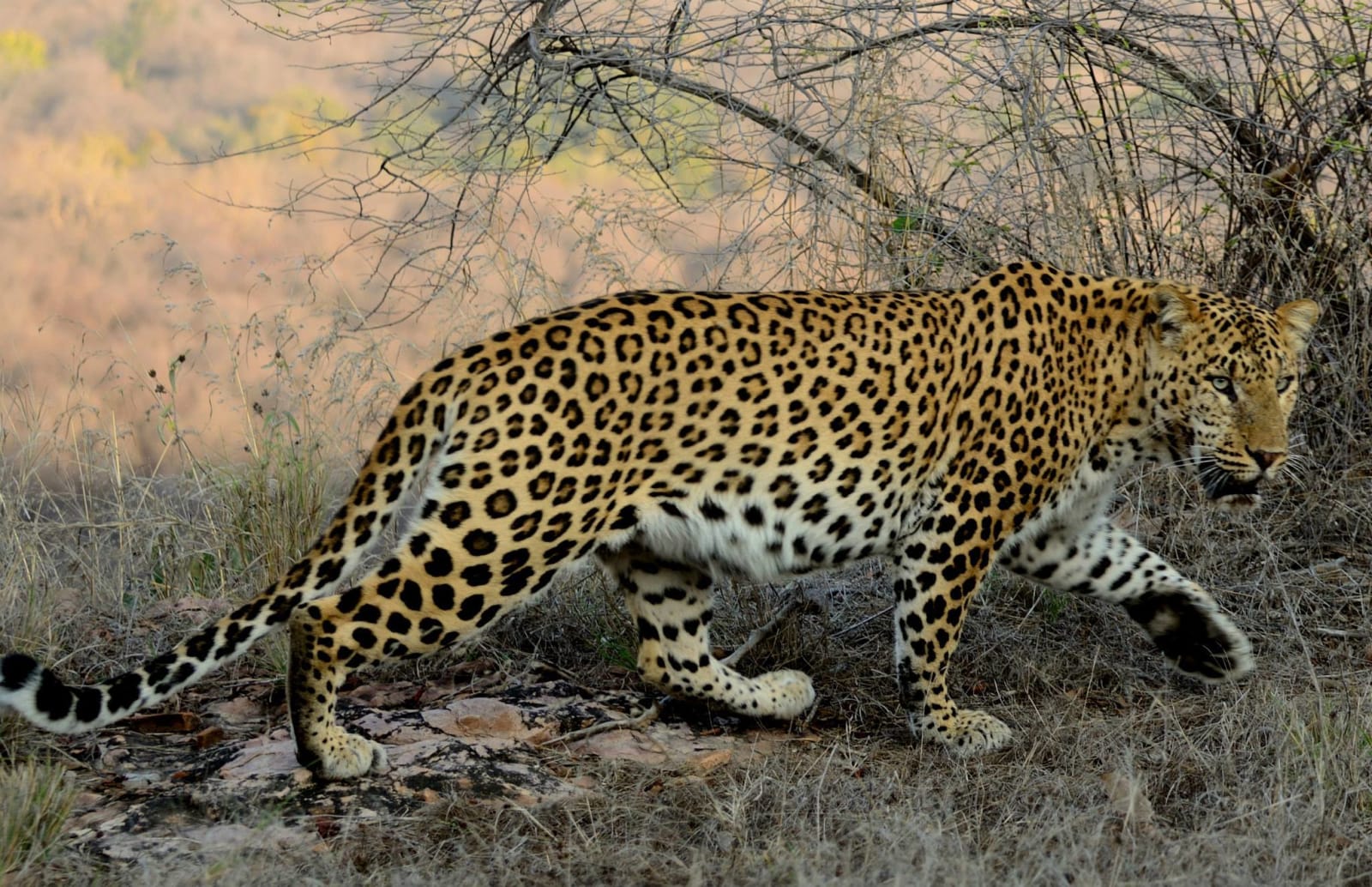 Leopard