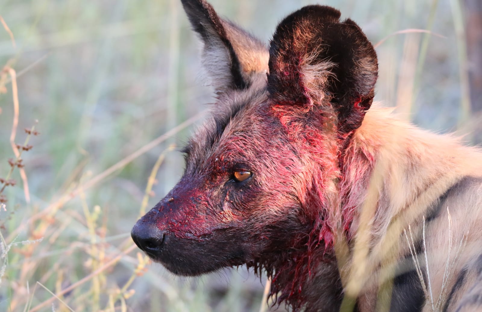 African Wild Dog