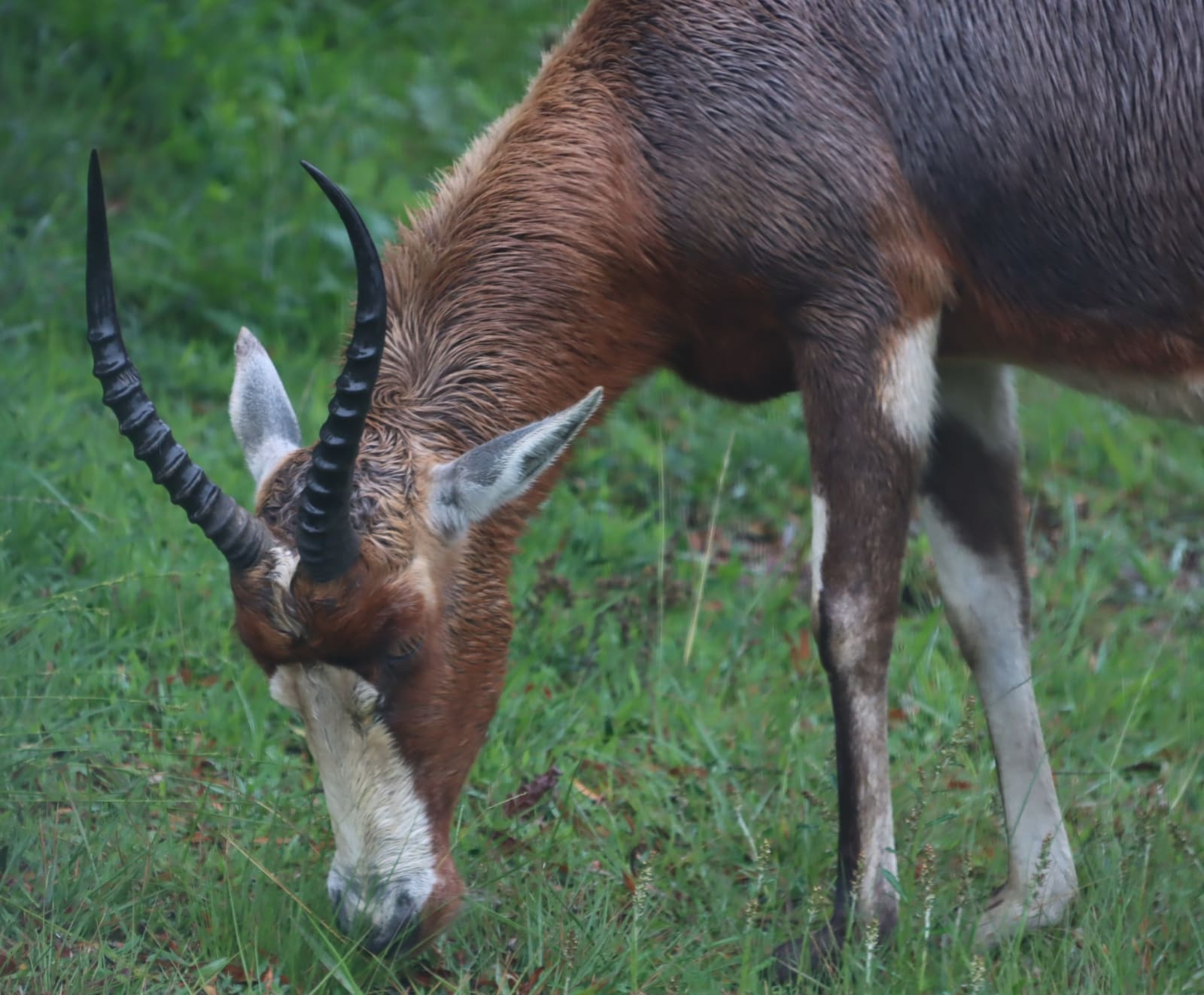 Bontebok