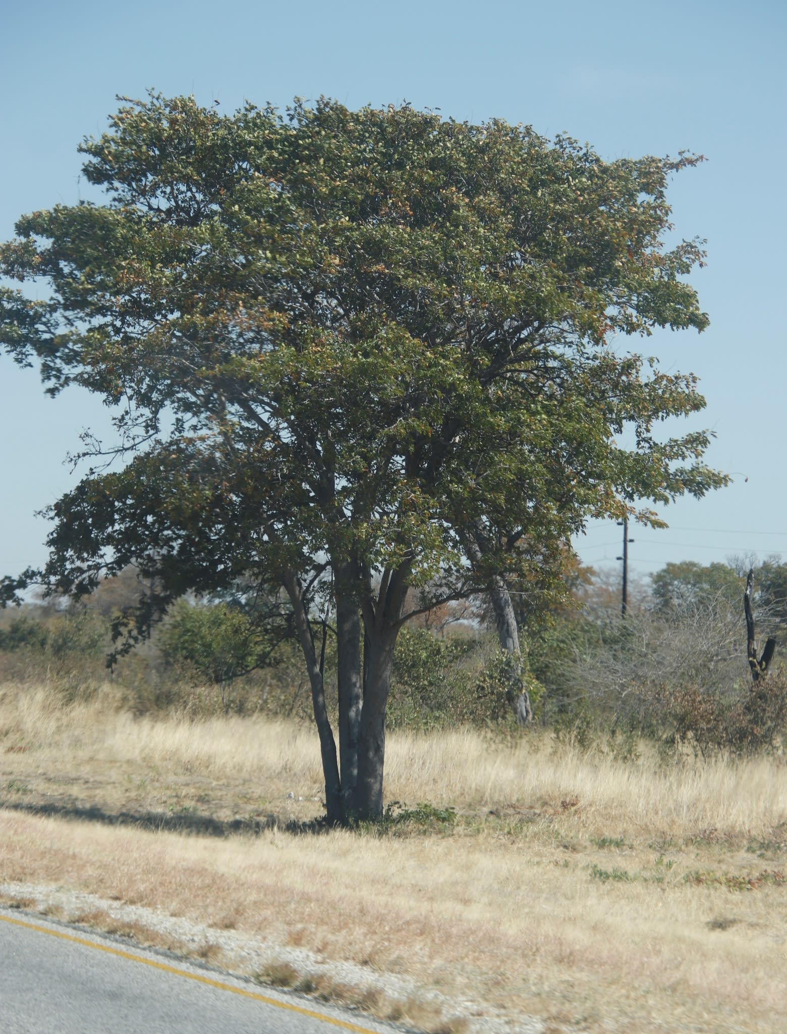 Mopane