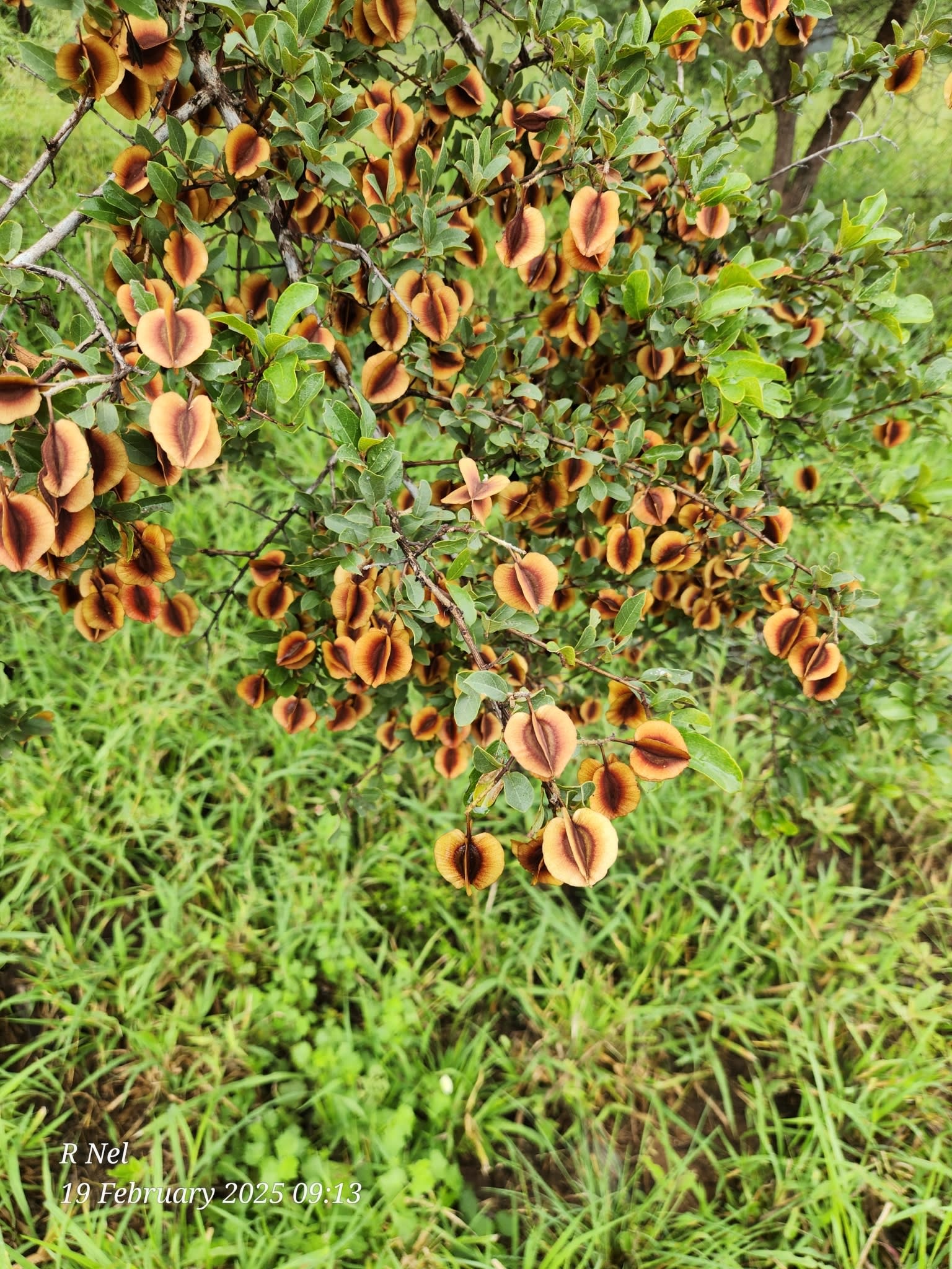 Russet Bushwillow