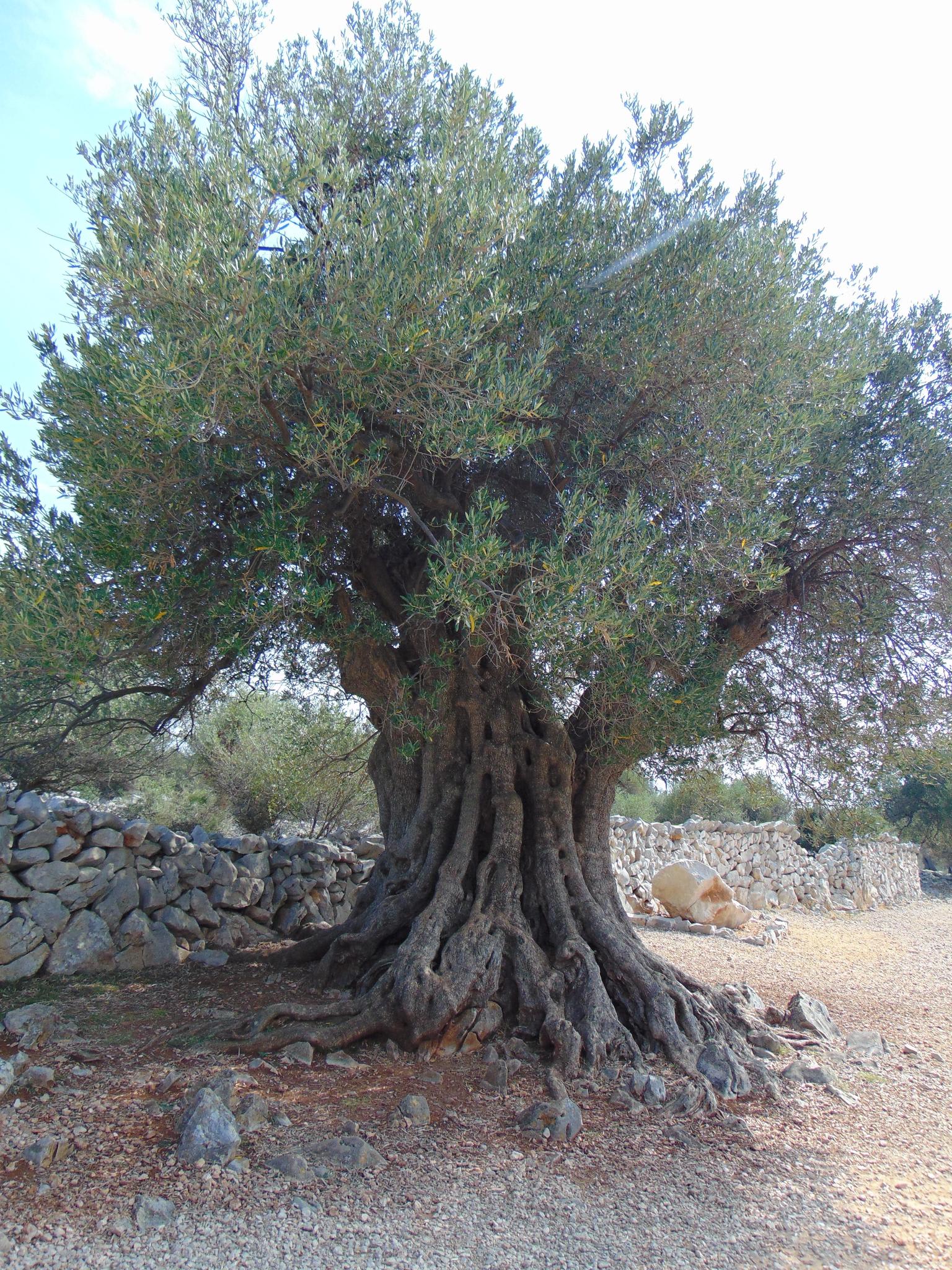 Wild Olive