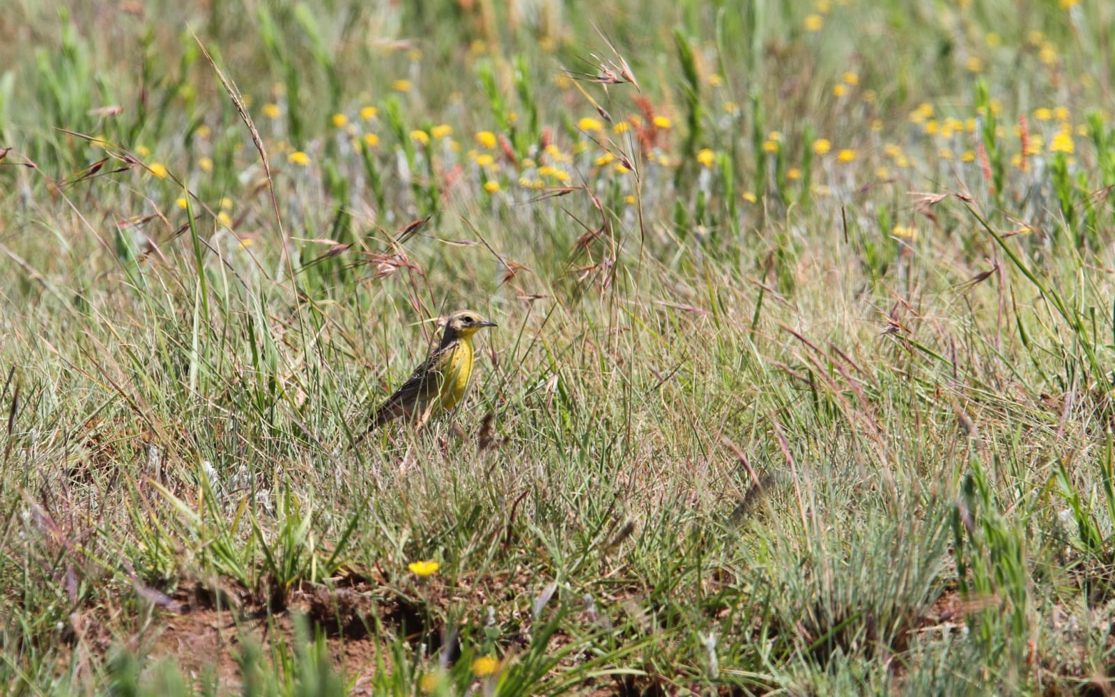 Yellow-breasted Pipit