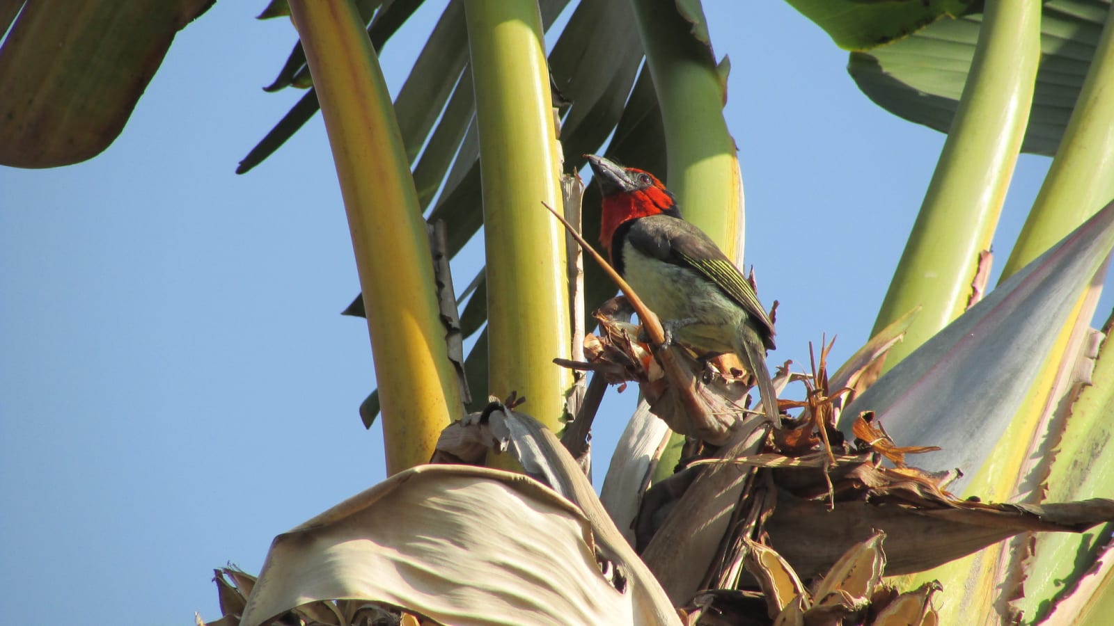 Black-collared Barbet