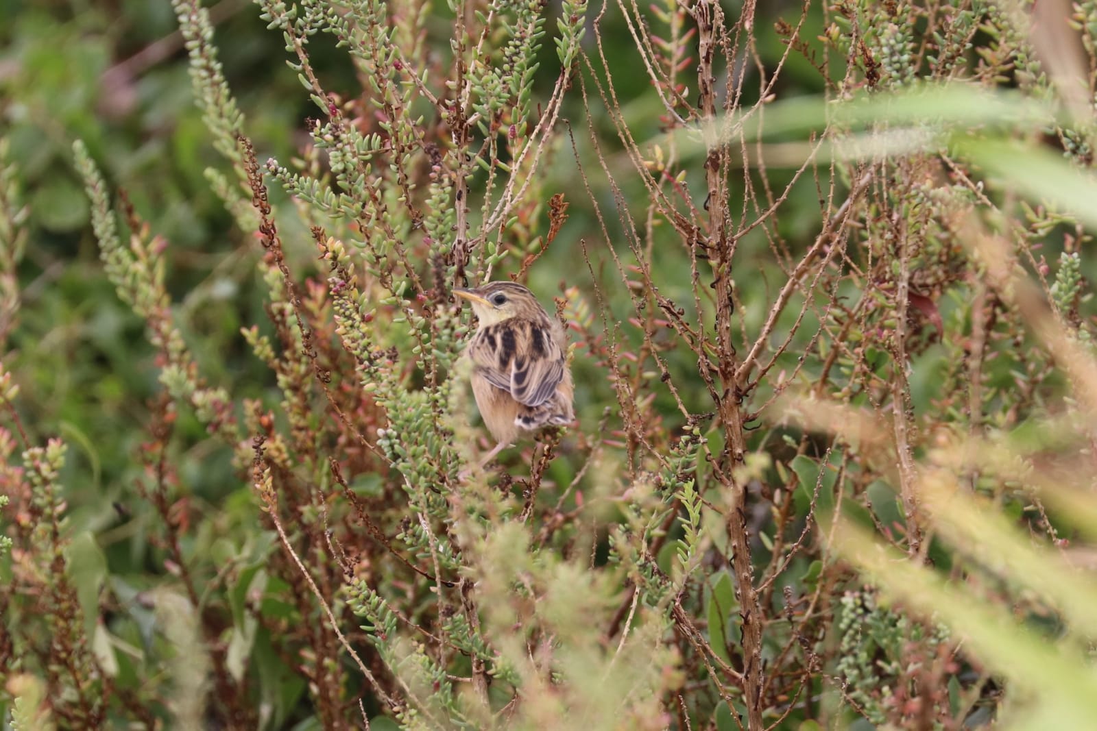 Zitting Cisticola