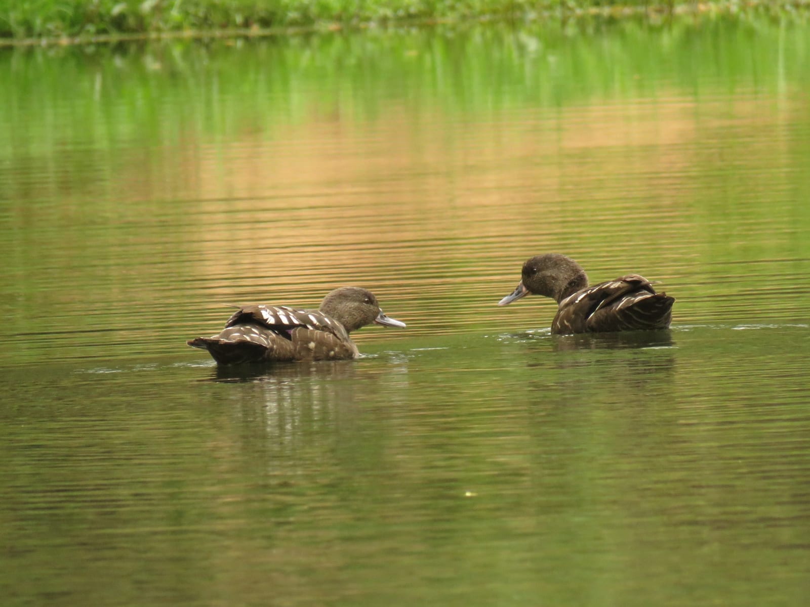 African Black Duck