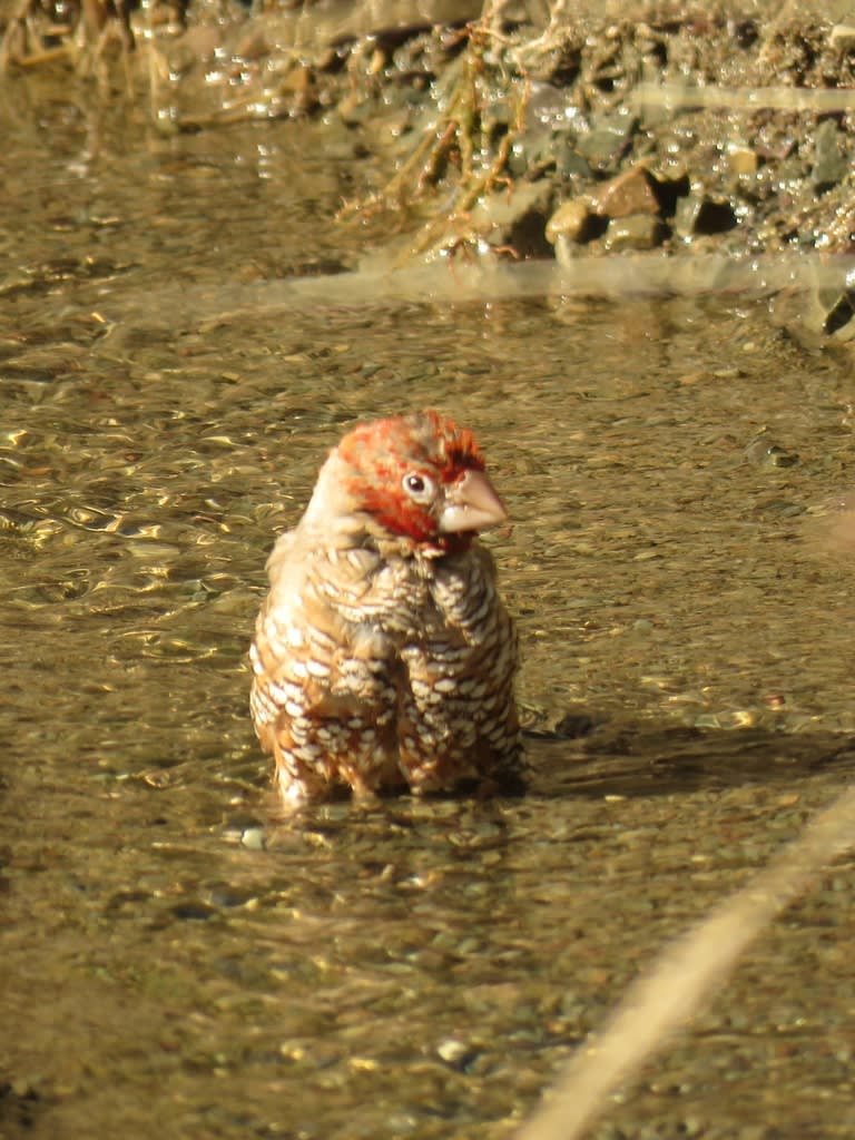 Red-headed Finch