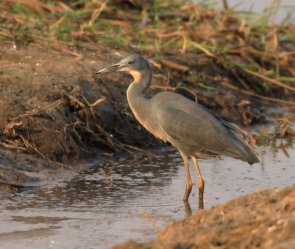 Slaty Egret