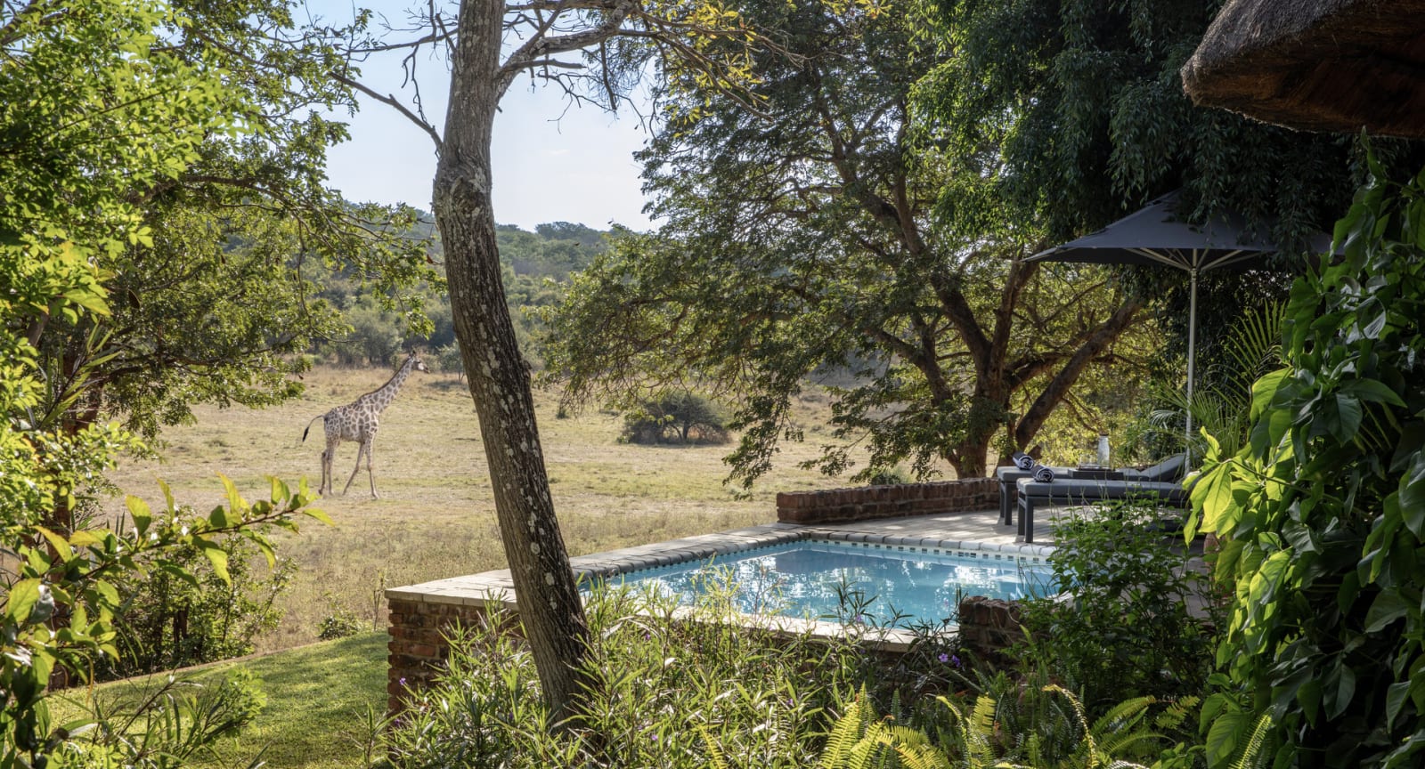 Anantara Pool Suite private plunge pool with a giraffe grazing in the reserve beyond
