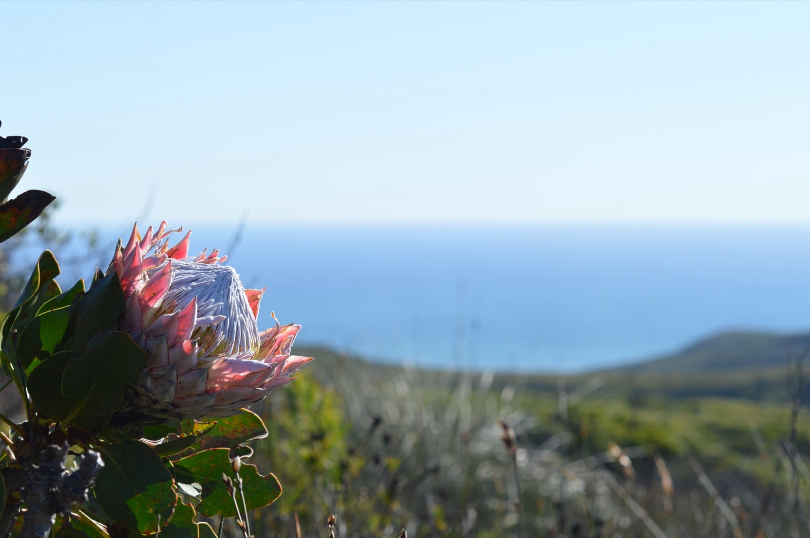 A pink king protea in flower on a fynbos slope, with green hills and the blue sea beyond