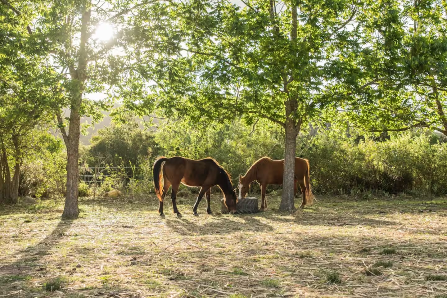 Glamping in Swellendam