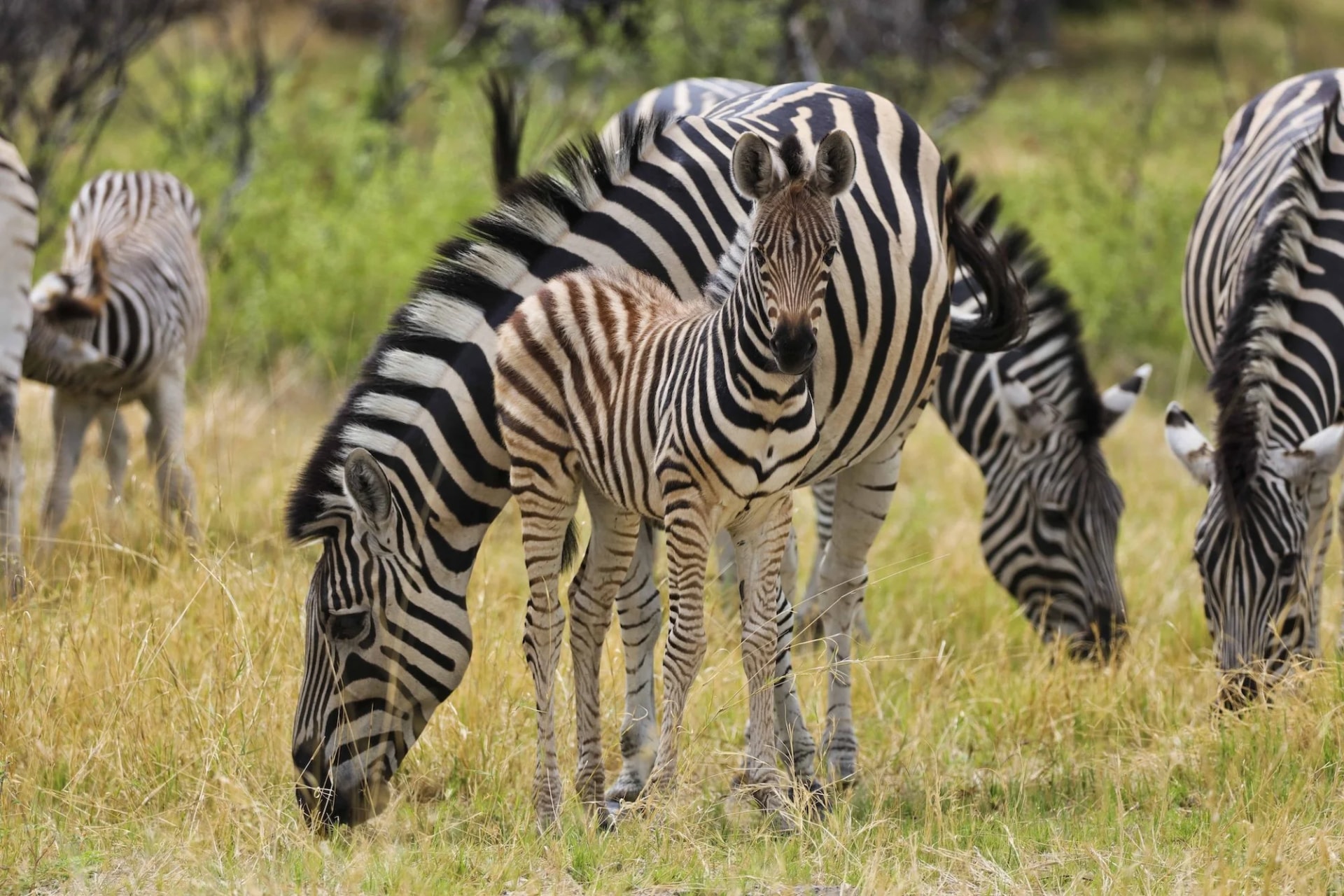 Sable Ranch - Thaba Khaya Lodge