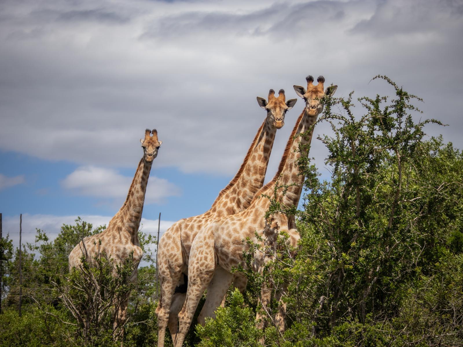 Pabala Private Nature Reserve