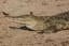 Nile Crocodile