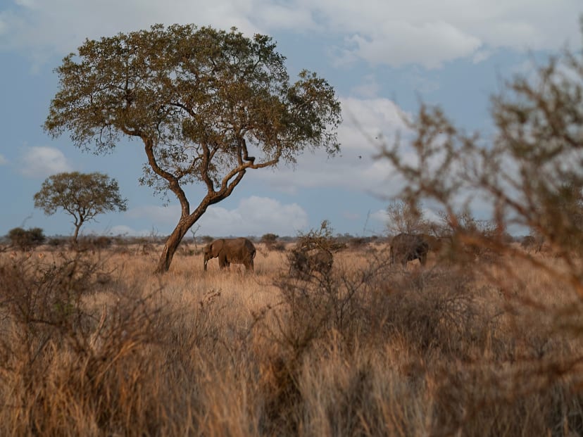 An acacia over dry grass with an elephant behind it