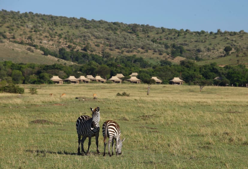 Zebre al pascolo nella prateria del Masai Mara sotto le tende di Kichwa Tembo