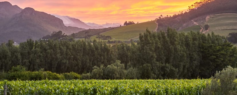 Vineyards below the mountains at sunset
