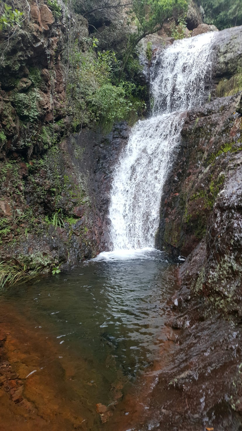 A waterfall falling into a dark pool between ferns