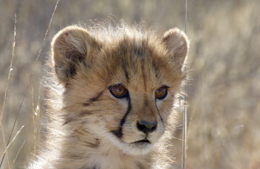 Cheetah