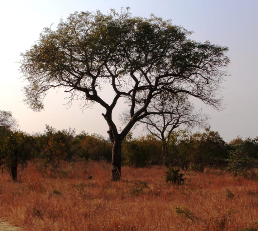 Marula