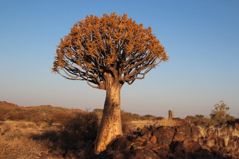 Quiver Tree