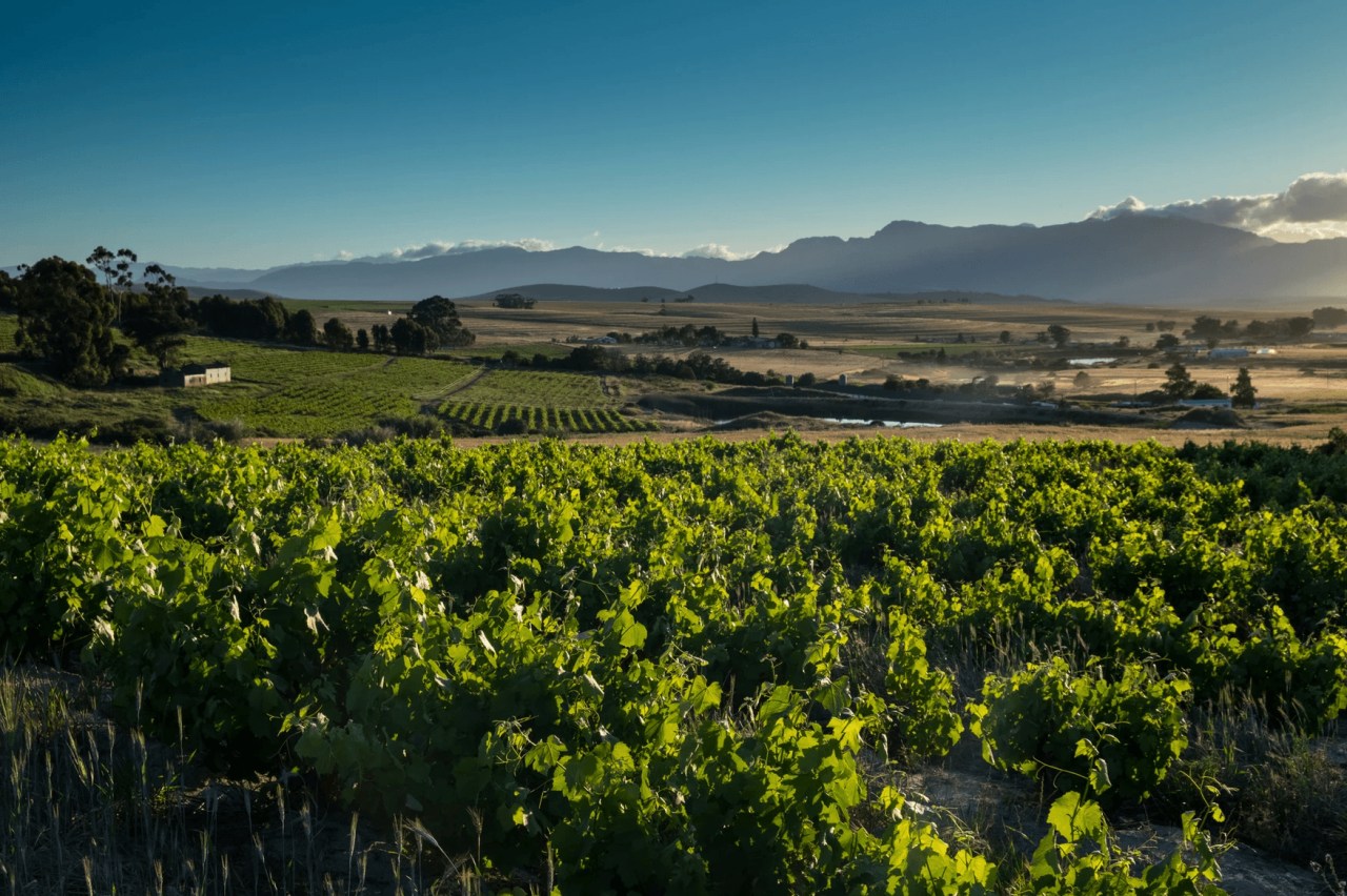 Swartland area