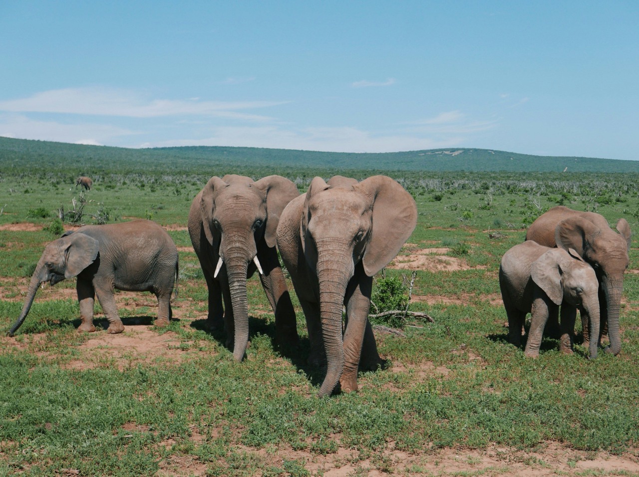 Addo area