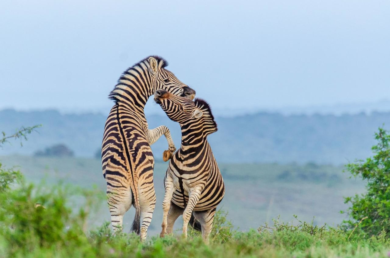 Kwandwe Private Game Reserve
