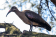 Hadeda Ibis