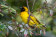 Southern Masked Weaver