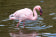 Lesser Flamingo