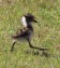 Blacksmith Lapwing