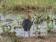 Spur-winged Goose